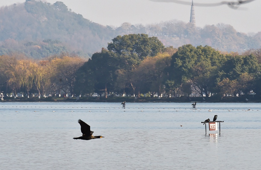 冬候鳥第一梯隊(duì)鸕鶿在9月17日來到西湖。陸建利攝