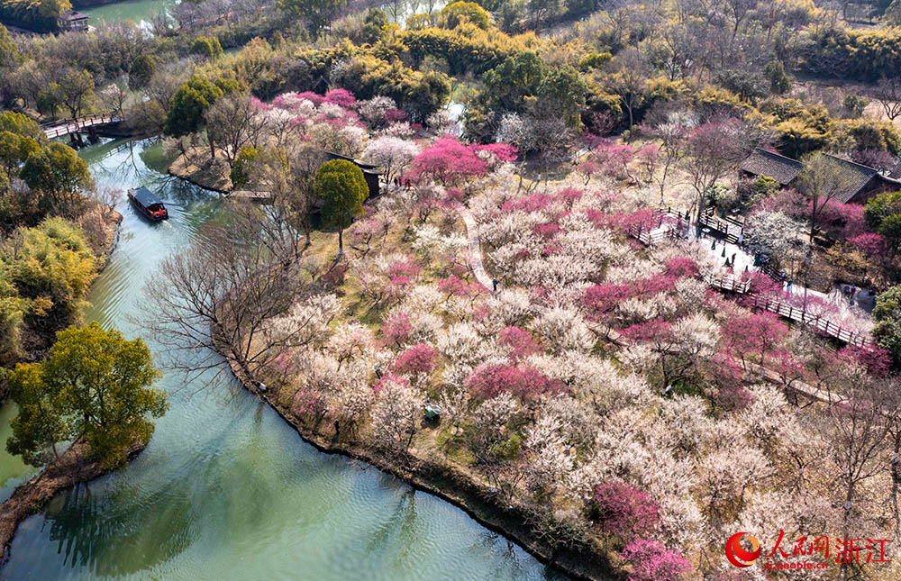 近日，杭州西溪國家濕地公園內梅花盛開。人民網 章勇濤攝