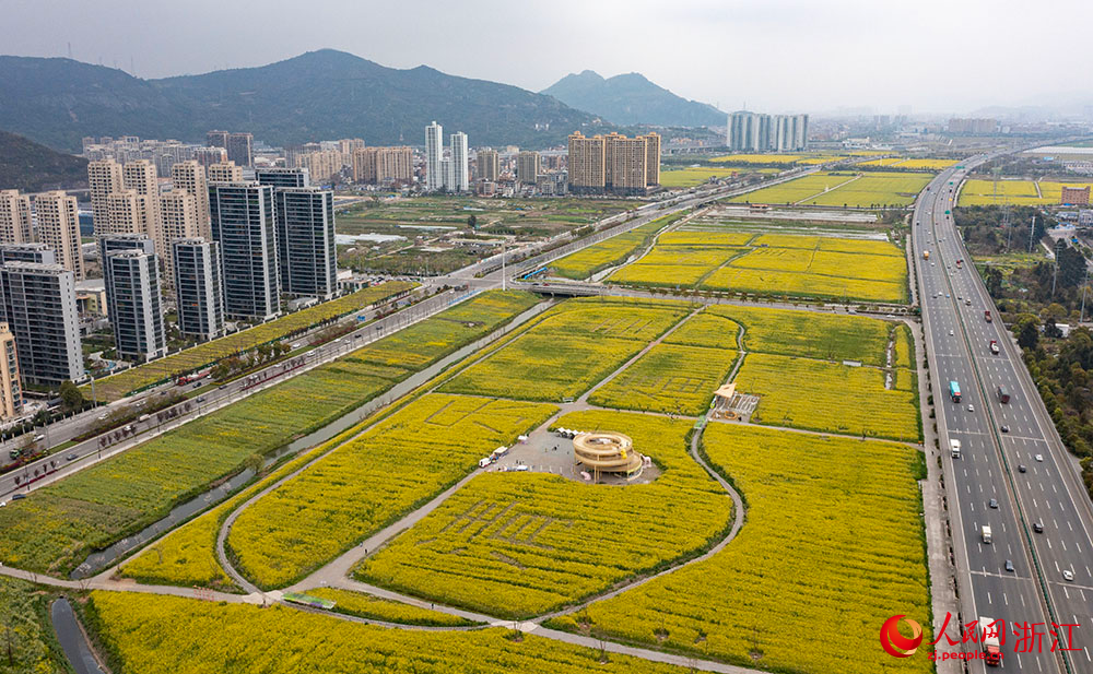 近日，浙江省樂清市現代都市田園綜合體的數千畝油菜花驚艷綻放。人民網 章勇濤攝