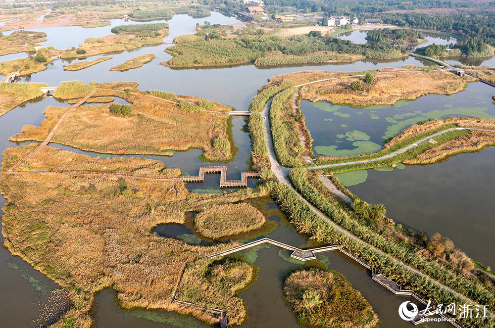 寧波前灣新區(qū)的杭州灣國(guó)家濕地公園內(nèi)，蘆花隨風(fēng)搖曳，仿佛一片夢(mèng)幻的海洋。人民網(wǎng) 章勇濤攝